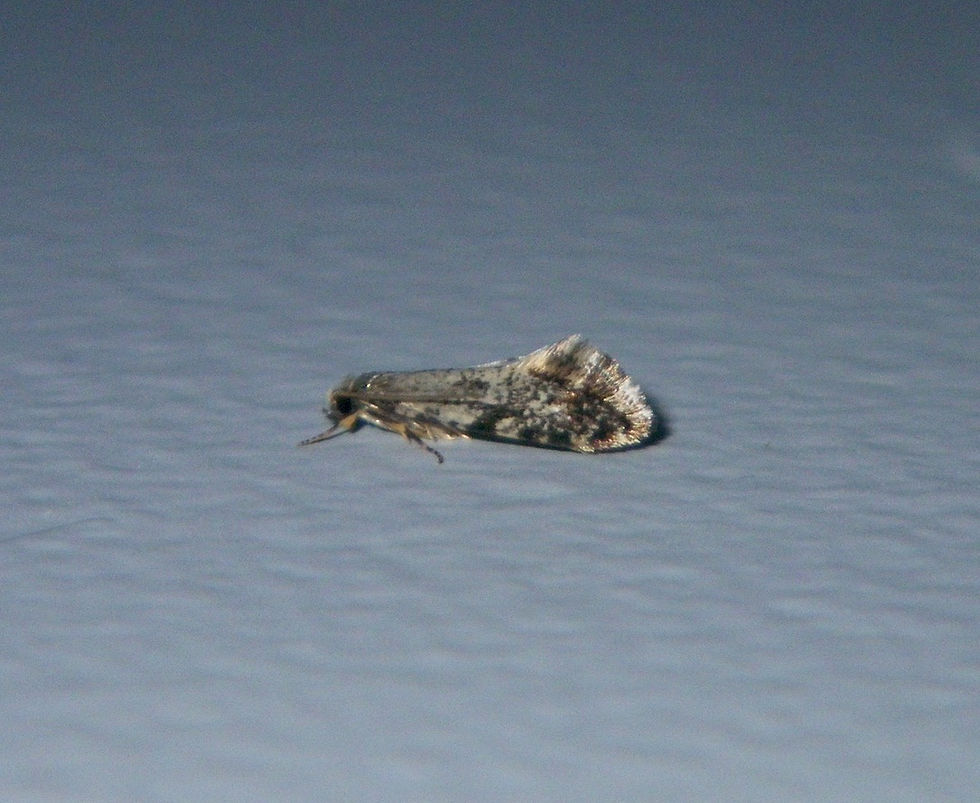 Nemapogon fungivorella
