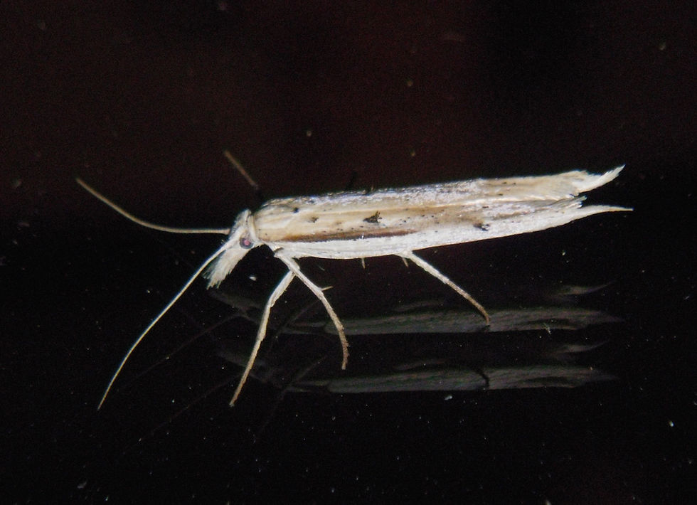 Ypsolopha mucronella
