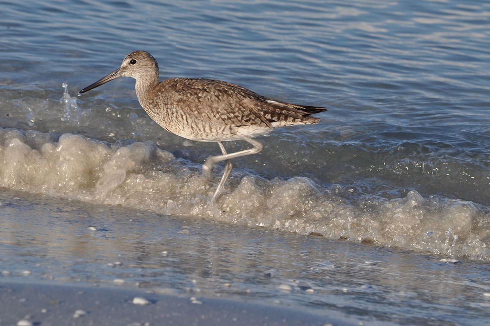 Schlammtreter Strandläufer