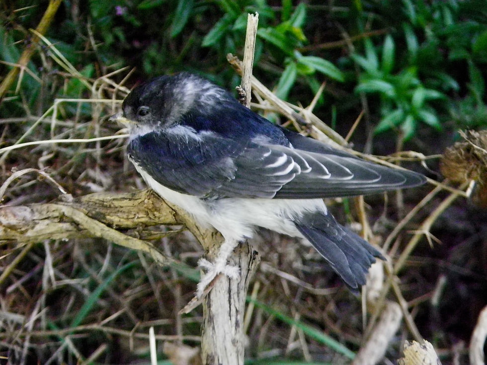 Mehlschwalben Jungvogel