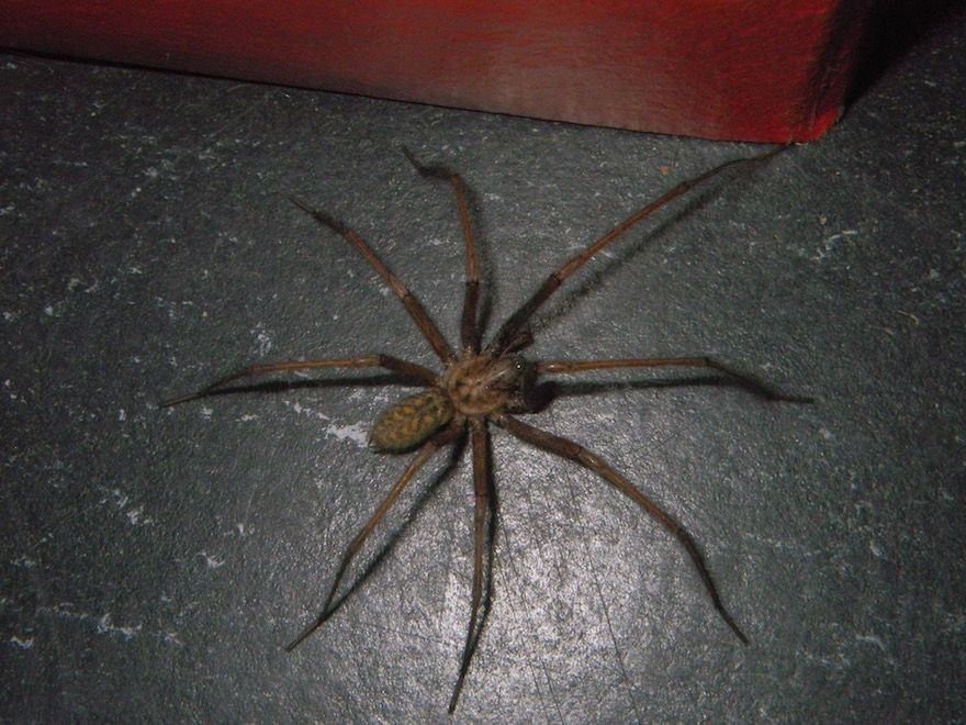 Hausspinne / grosse Winkelspinne