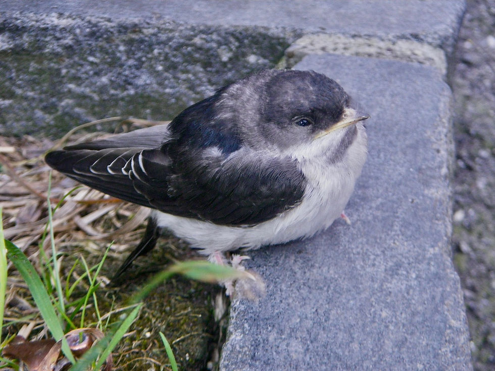 Mehlschwalben Jungvogel