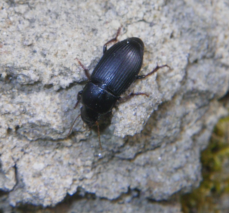 Schwarzer Schnellläufer