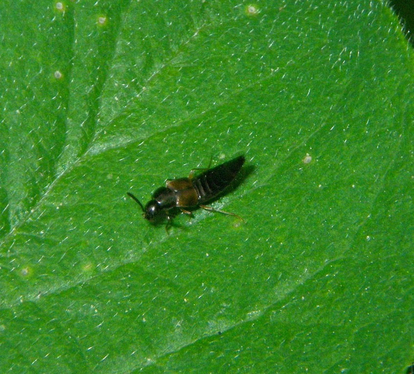 Philonthus rubripennis ?