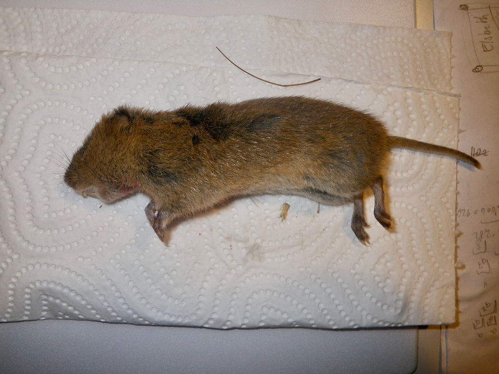 Ostschermaus