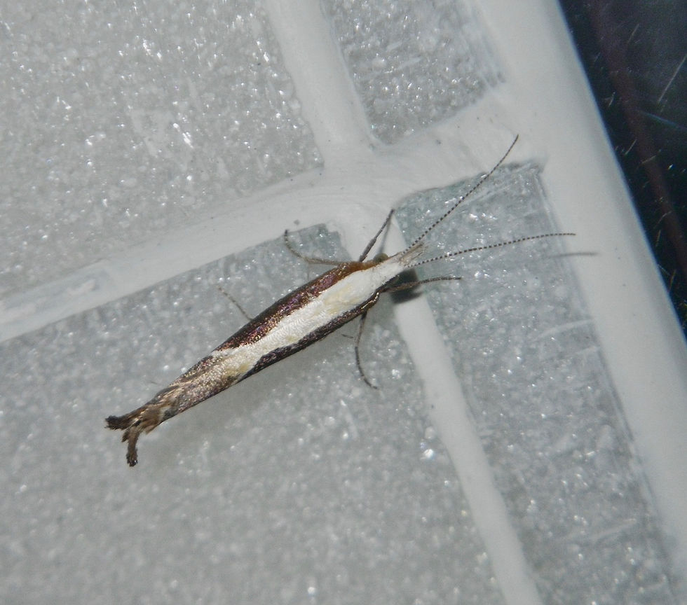 Ypsolopha dentella