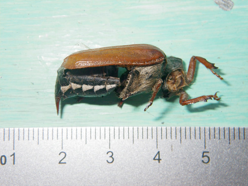 Maikäfer
