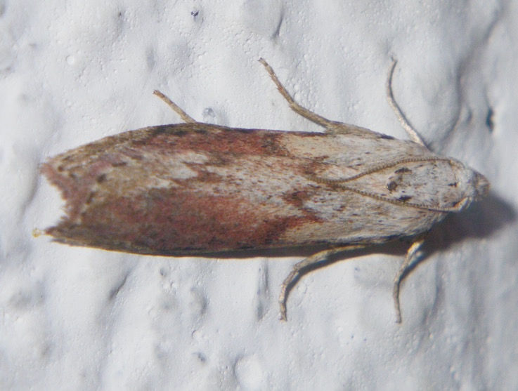 Hummel-Nestmotte /-Wachsmotte