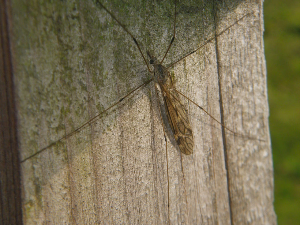 Tipula cf. truncorum