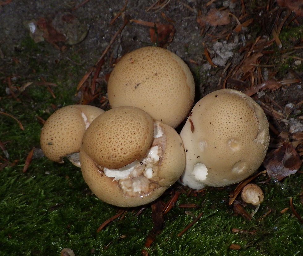 Birnenstäublinge