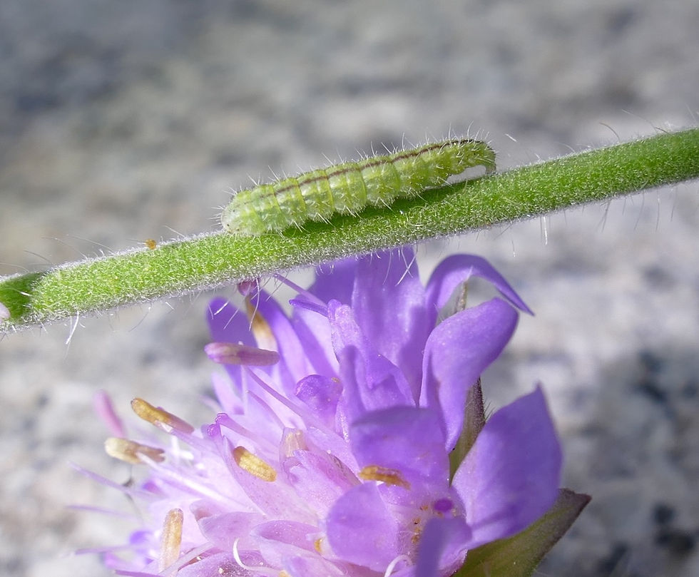 Stenoptilia scabiodactylus