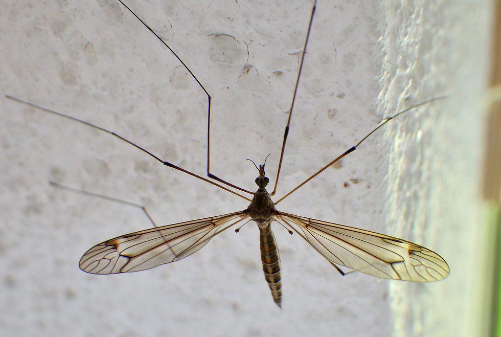 Tipula lateralis