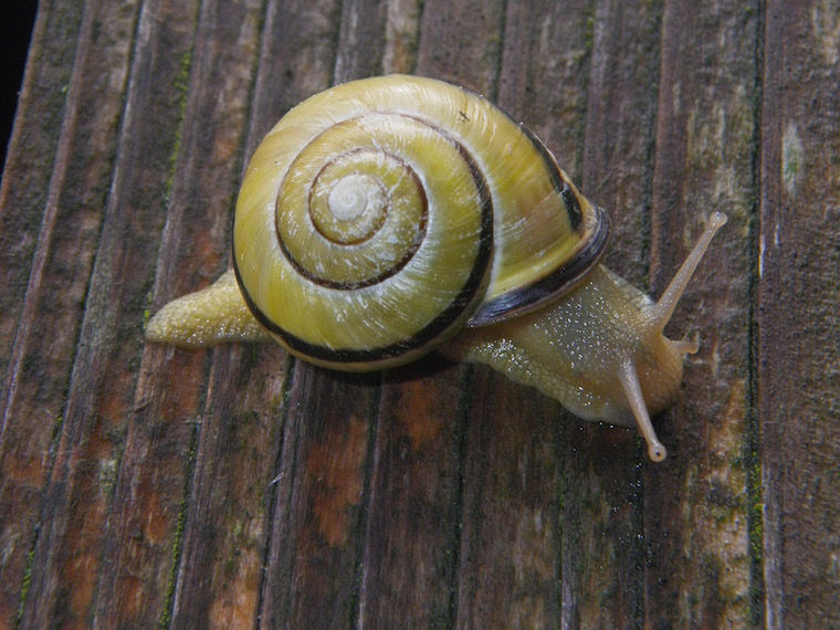 Hain-Bänderschnecke