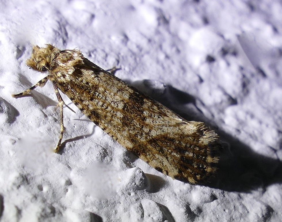 Morophaga choragella