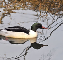 Gänsesäger Erpel