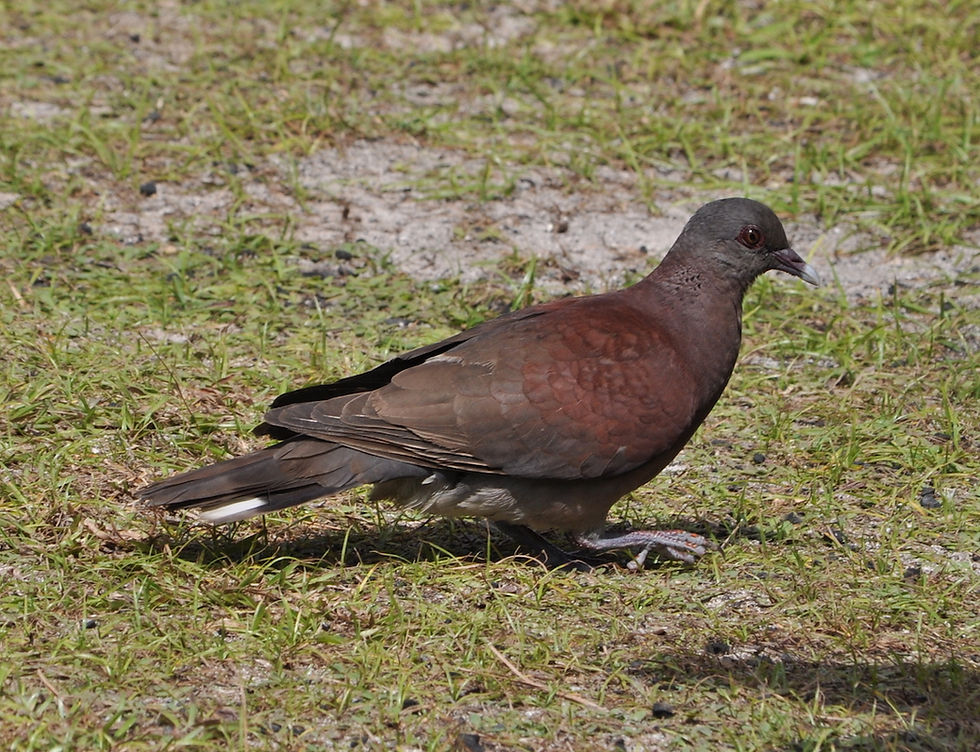 Madagaskar Turteltaube
