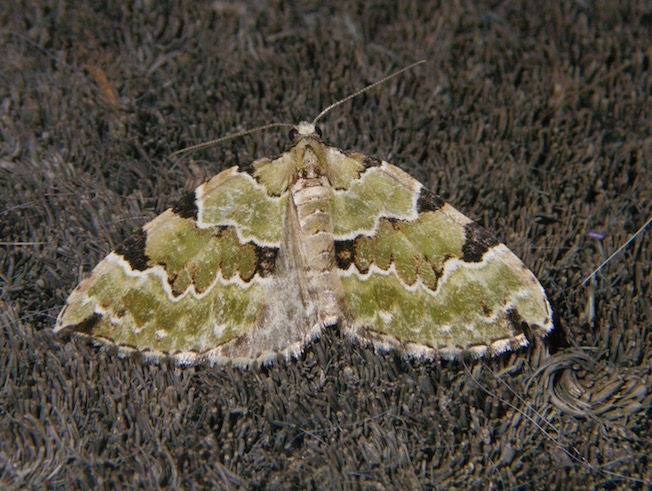 Prachtgrüner Bindenspanner