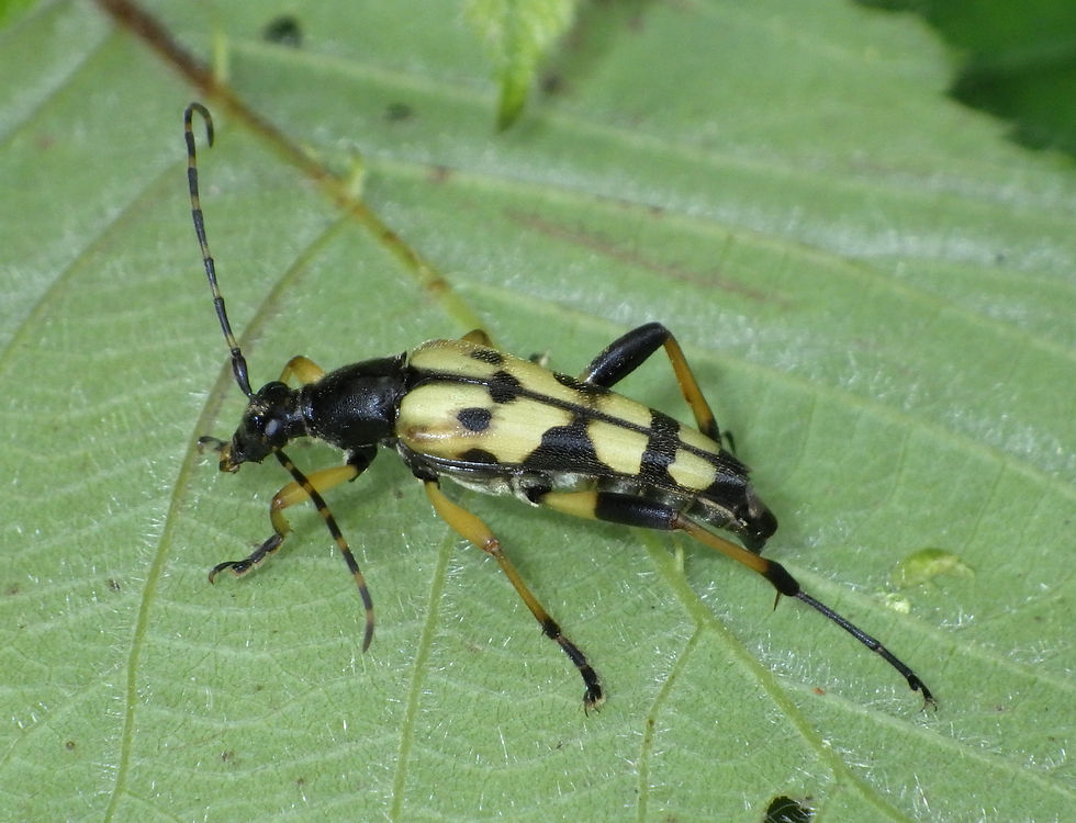 Gefleckte Schmalbock