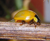 Asiatischer Marienkäfer