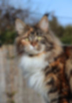 TITINE - Kiwanos En'Tertain JW