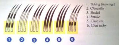 Nuance de silver.jpg