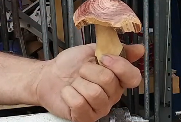Mushroom Cover Image.PNG