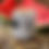 Thumbnail: Wild Watermelon