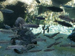 Flickerに「なかがわ水遊園」の画像・動画をアップしました。