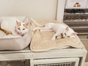 Frickrに「都立大学保護猫カフェ CAT LIVING」をアップしました。