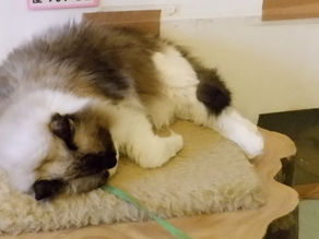 Flickrに伊豆高原「猫の博物館」の画像・動画を追加しました