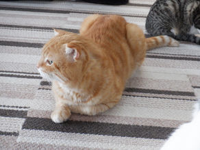 Flickrに「保護猫カフェ stellata」の写真・動画を追加しました。