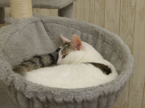 Flickrに「鎌倉・猫カフェくるにゃん」の画像を追加しました。