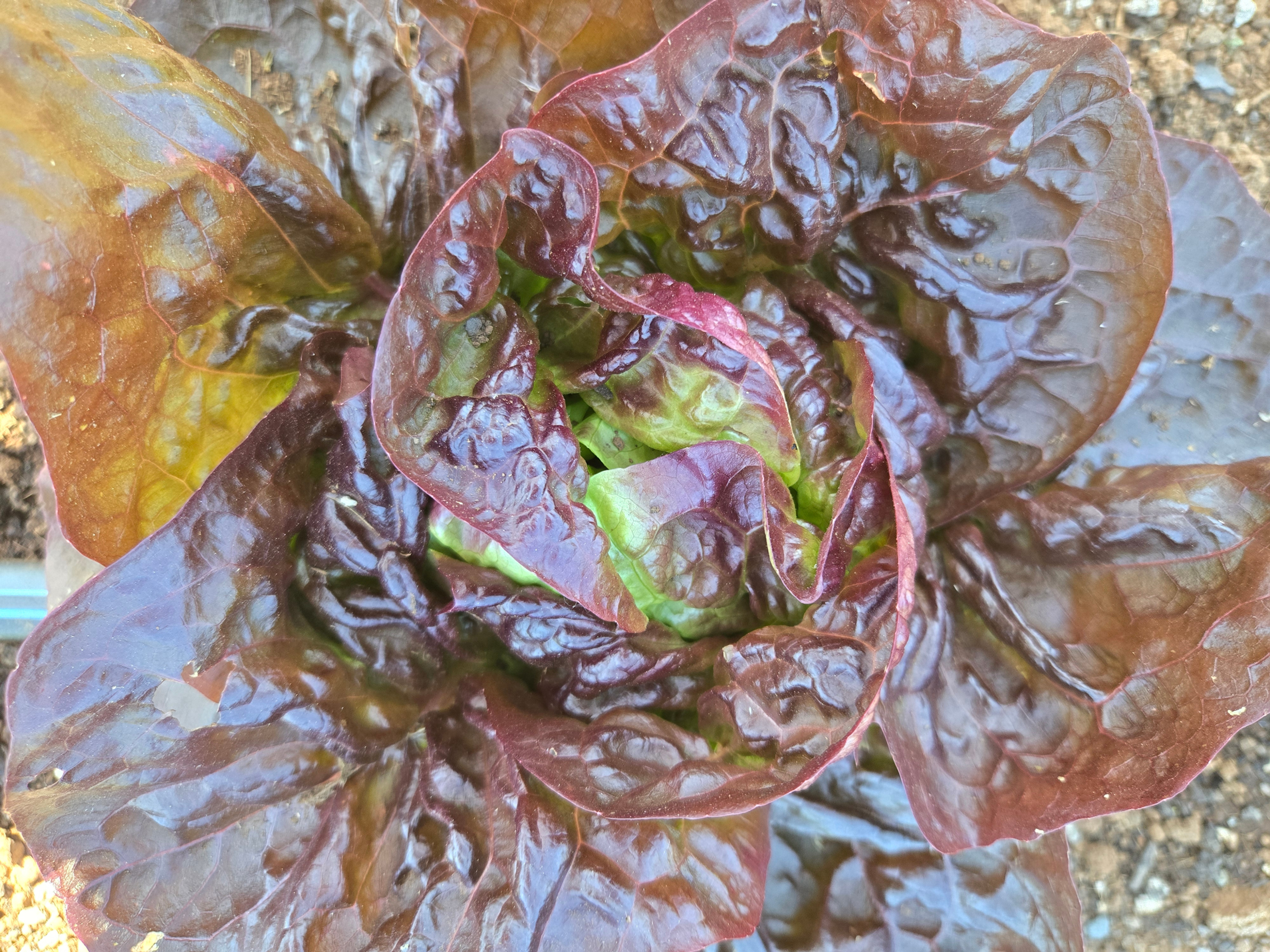 Red butter lettuce