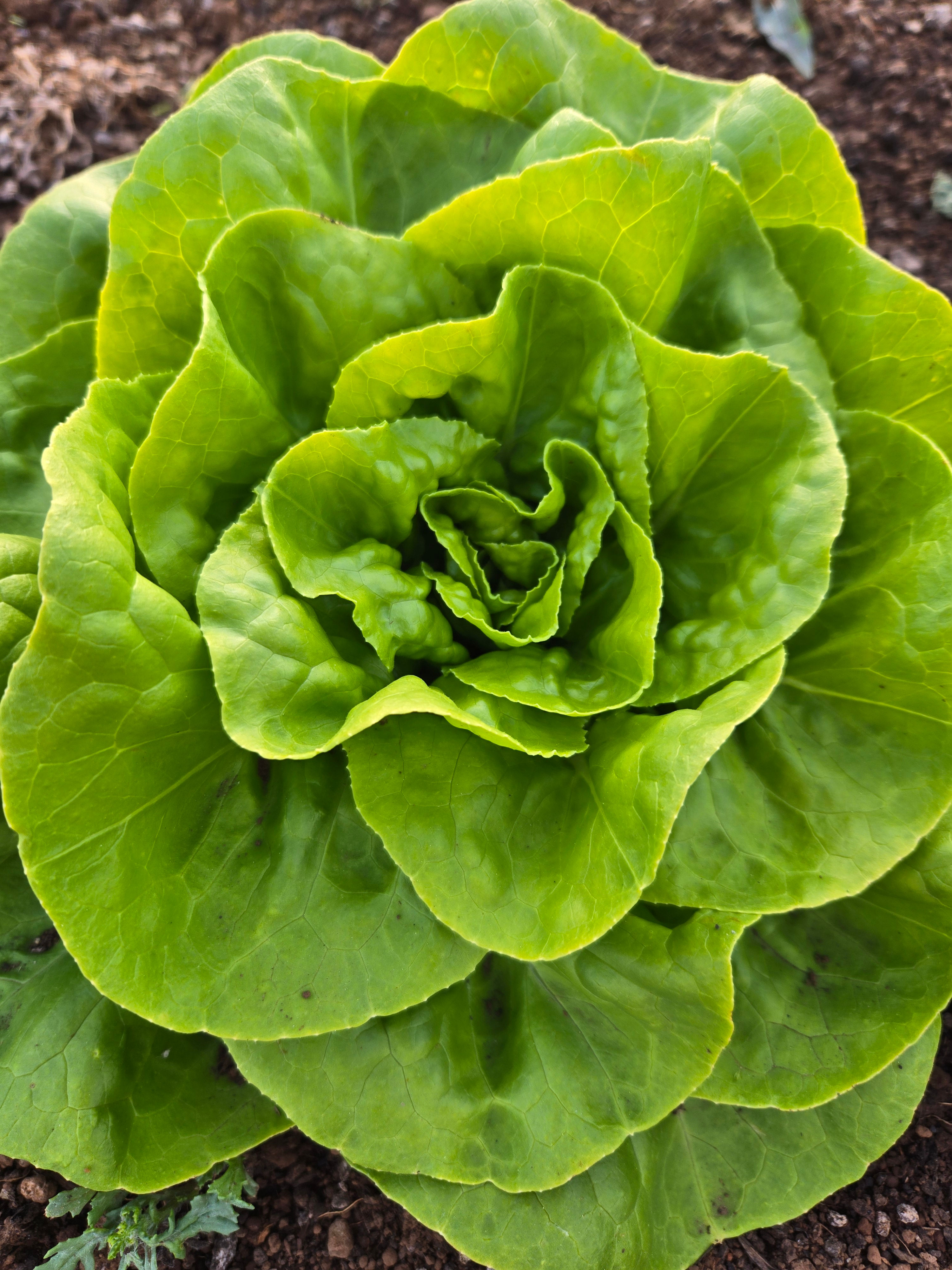 Green butter lettuce
