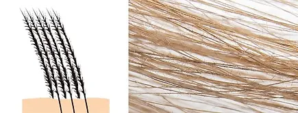 Cover Hair Dağılımları Mikroskop