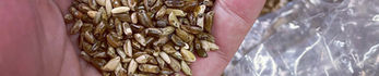 Hand Holding Wild Grains