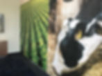 Rabo wall