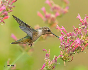 Black-chinned Hummingbird