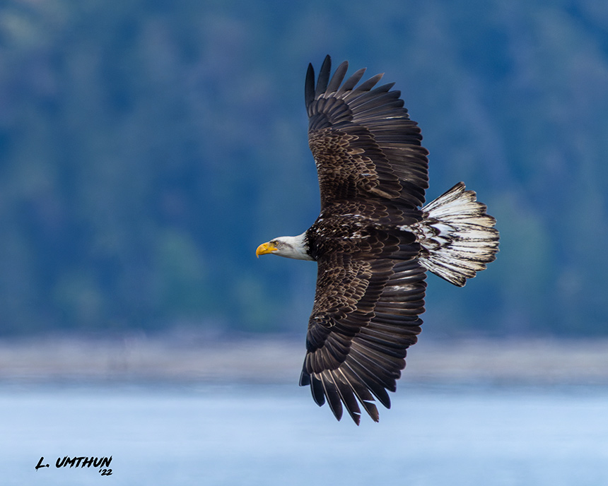 Bald Eagle