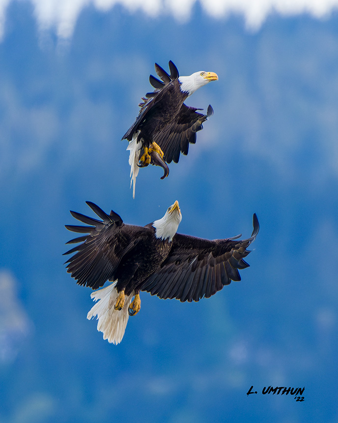 Bald Eagles