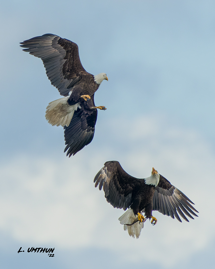 Bald Eagles