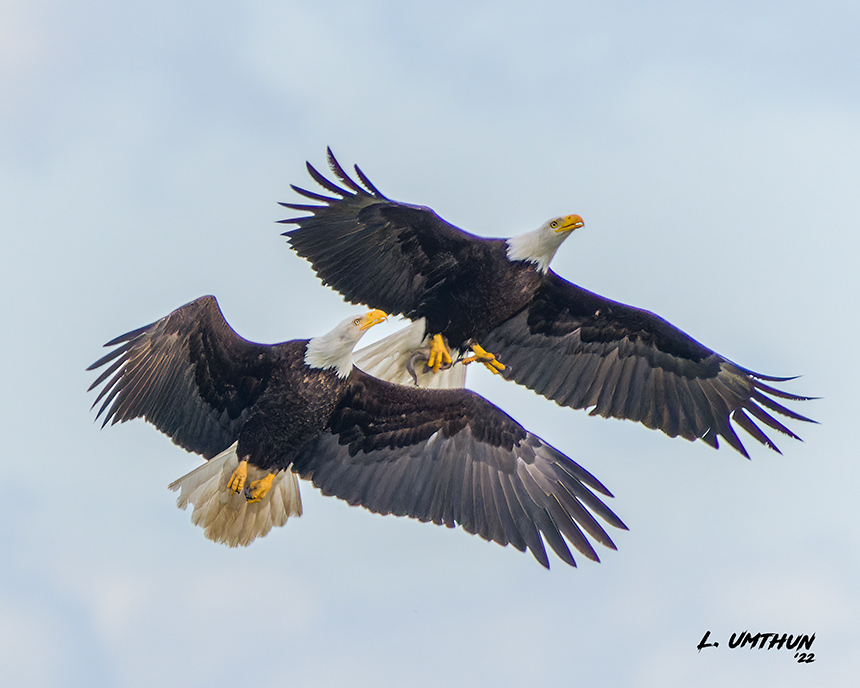 Bald Eagles
