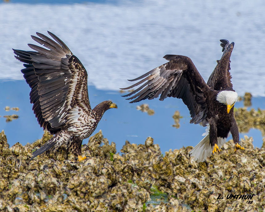 Bald Eagles