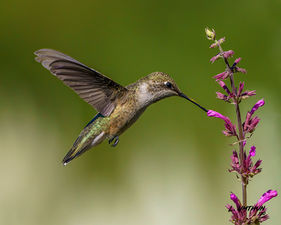 Rufous Hummingbird