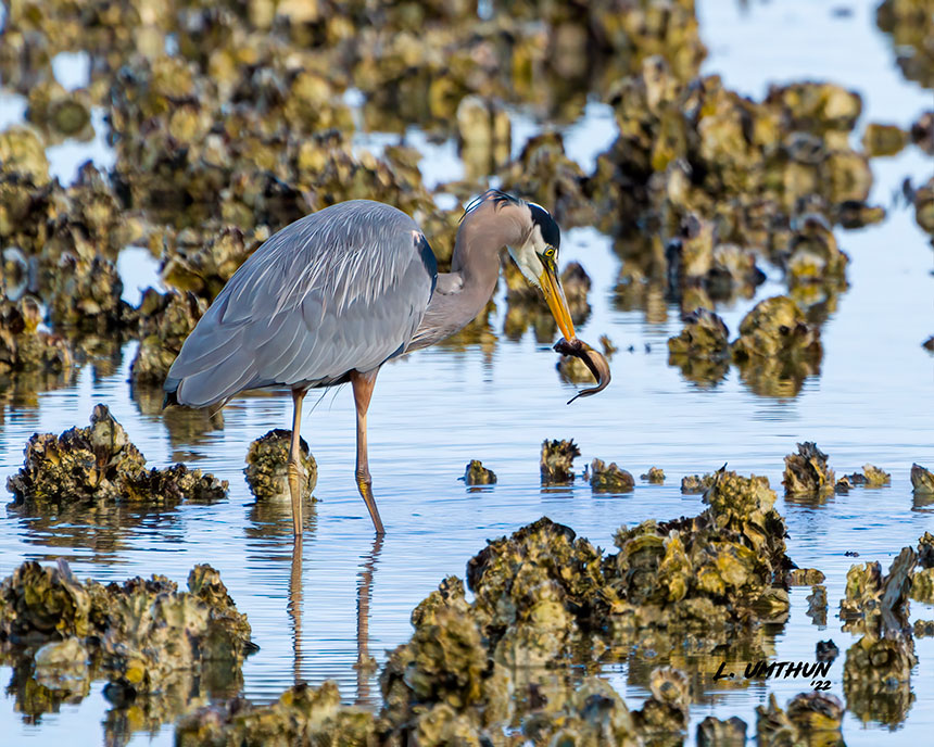 Great Blue Heron