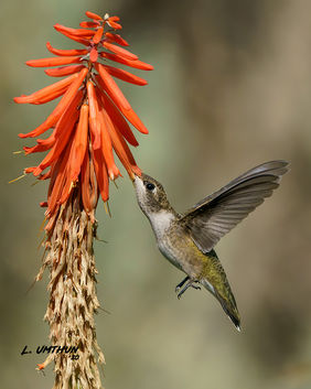 Black-chinned Hummingbird