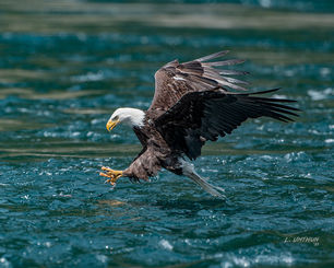 Bald Eagle