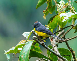 Slate-throatedRedstart