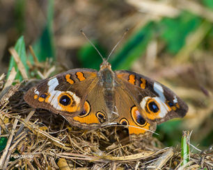 Common Buckeye