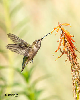 Black-chinned Hummingbird